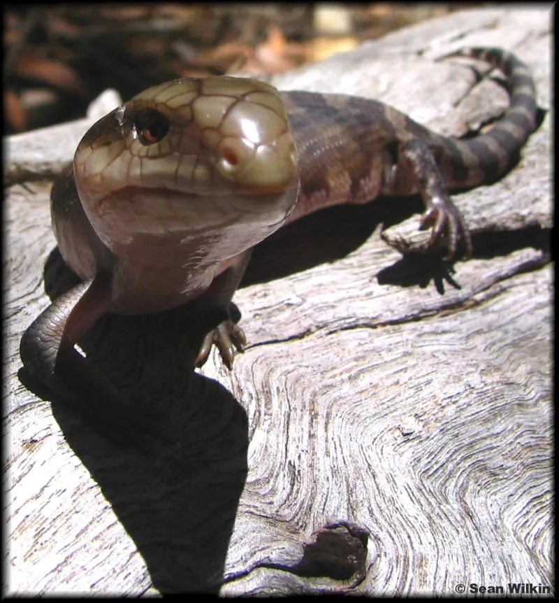 52748 buby citroen id 19